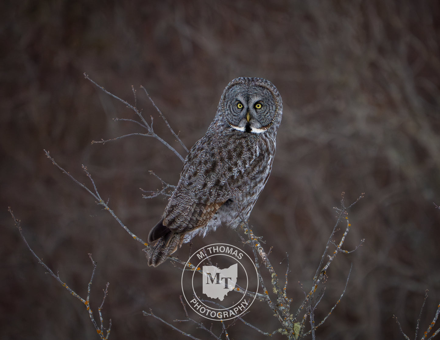 2026 Wildlife Calendars