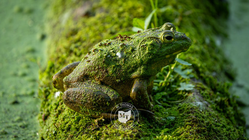 2025 Wildlife Calendars