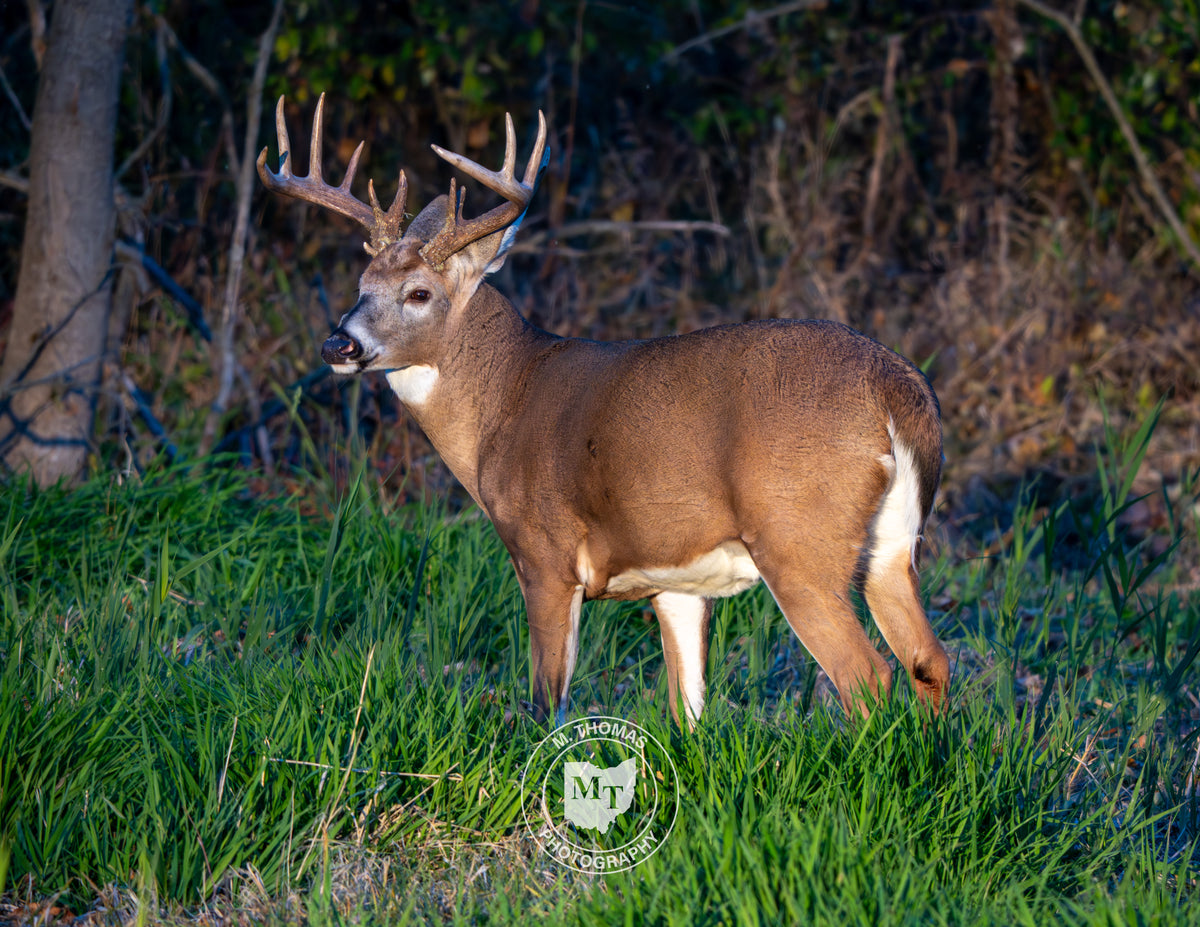 2027 Wildlife Calendars - Coming Soon!
