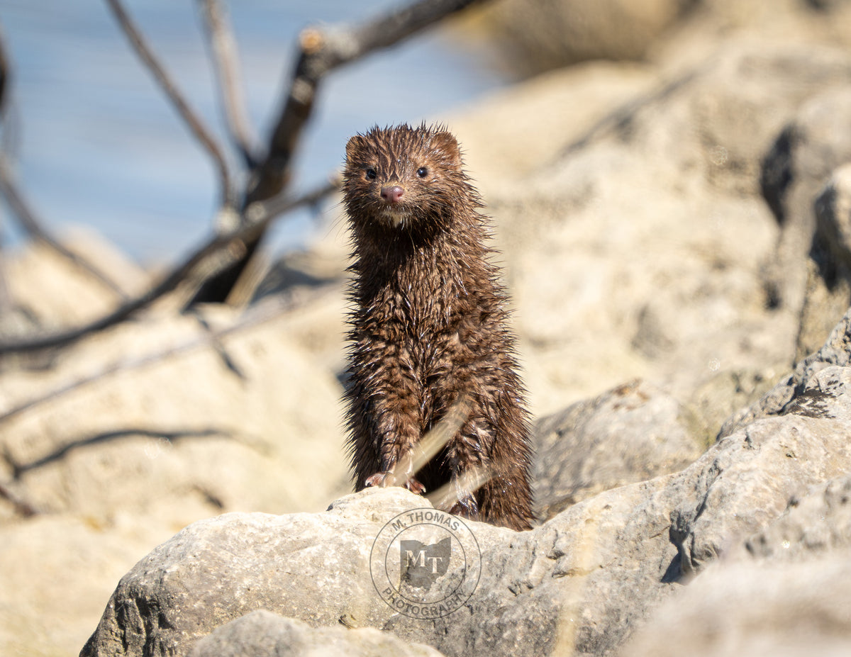 2027 Wildlife Calendars - Coming Soon!