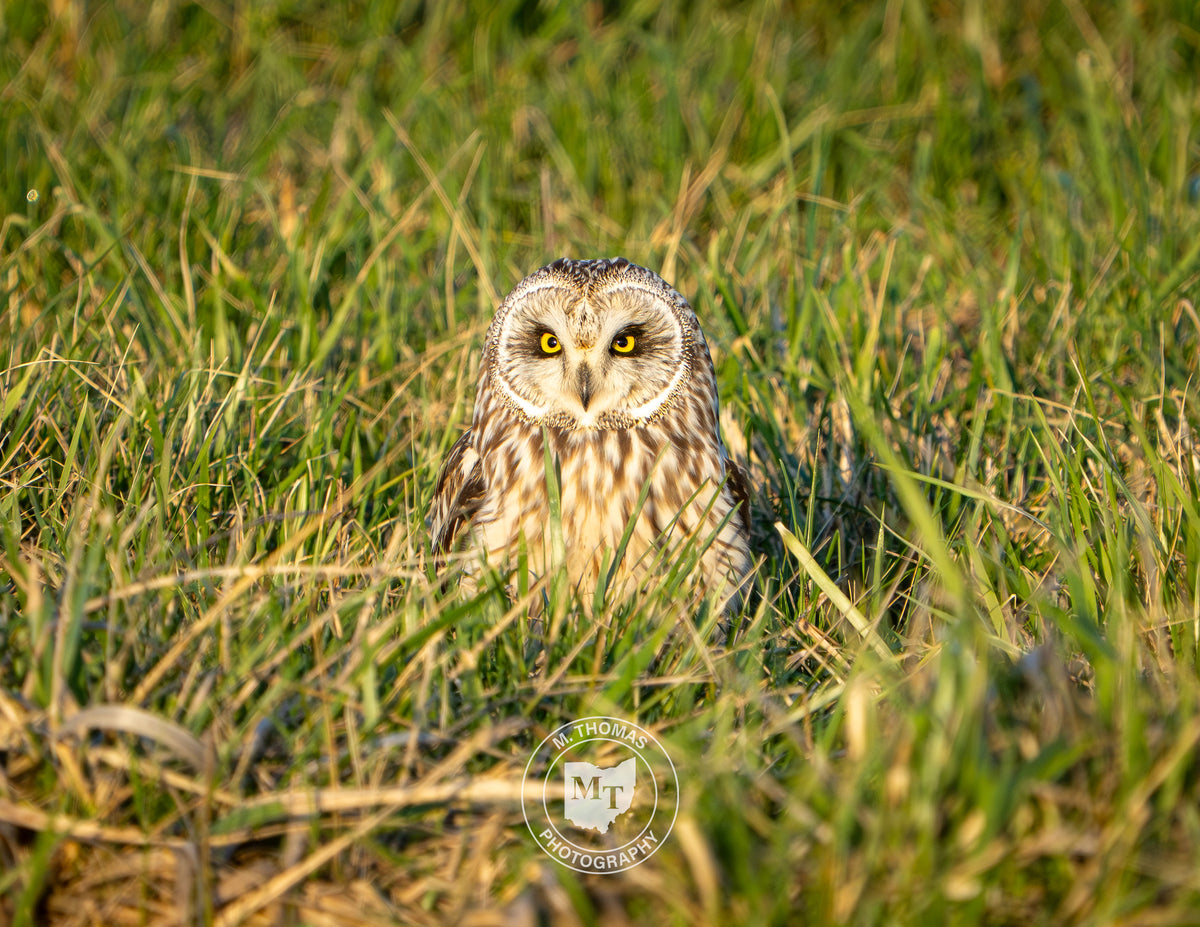 2027 Wildlife Calendars - Coming Soon!